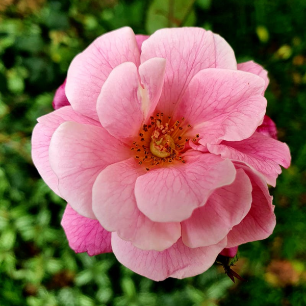 Camellia: Let Your Skin Bloom