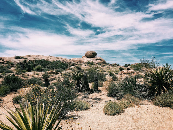 Yucca (Yuh-Kuh) Root - It's Benefits and Why We Use It